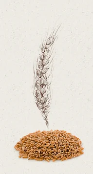 Farine Khorasan
