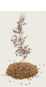 Farine sarrasin